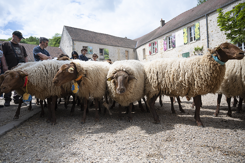 Les moutons dans la cour de la ferme d'Ecancourt